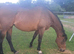 10 year old mare