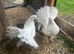 Indian fantails