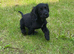 Beautiful Show Type Cocker Spaniels - 2 girls left
