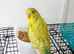 Beautiful boy budgie