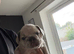 1. Lilac Merle Boy left Dwkc registered