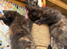 FLUFFY TORTIE FEMALE KITTENS TO RESERVE