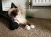 Toffee - Seal Mitted Ragdoll