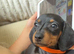Beautiful Dachshund Puppies – Ready Now