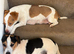 Pure Breed Jack Russell Pups