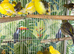 Canaries Glasgow