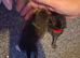 6 kittens for sale