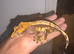 Crested geckos for sale!