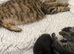 Half Maine Coon Kittens