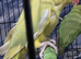 Female Yellow Indian Ringneck
