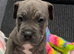 Stunning Cane Corso x Pocket Bully Puppies &ndash; Rare & Powerful Mix