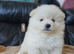 4 Boys pomeranian baby's