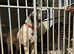 Turkish Kangal/Malakali Panther 1 Year Old Pup