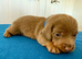Miniature Dachshund Puppies
