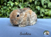 Pure bred Mini Plush lops