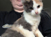 Loving Maine coon kittens