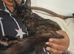 Beautifull Willow looking for a loving home.