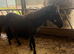 2.5 year old Dartmoor