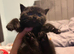 BRITISH SHORT HAIR KITTEN LAST BOY LEFT