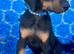 KC registered health tested Dobermann puppies