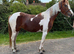 Beautiful Welsh sec B x Arab