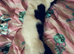 Rescue kittens with full MOT!!