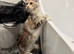 Pregnant female and male mainecoon tica active/ health tested