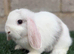 Pure breed mini lop bucks 3 left