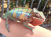 Panther chameleon male