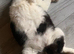 Munchkin cat