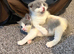 British Shorthair Cross (Scottish Fold)