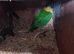 A pair of Caiques—specifically the Black-headed variety—proven for breeding. in London