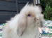 Beautiful Mini Lion Lops
