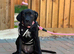 Cane Corso for re homing