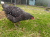 2 point of lay Barred Plymouth Rock hybrid Pullets
