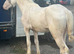 Sabino gelding to make 14’3-15hh