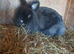one black girl  rabbit for sale