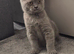 REDUCED LAST BOY LEFT GCCF Registered Lilac British Shorthair