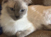 6 year old female ragdoll tica and gccf un neutered