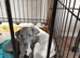 Italian greyhound pups for sale