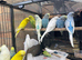 Baby budgies birds