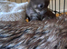 Beautiful chuiuua puppies