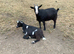 Pygmy Goat (wethers )