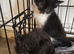 Beautiful half main coon kittens