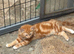 Ragdoll x ginger and white grey and white