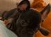 French bulldog girl