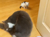 beautiful kittens