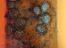 Hermann Tortoises