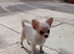 Long coat chihuaha bitch puppy