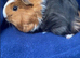 Beautiful swiss and Sheltie baby